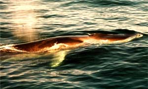 fin whale